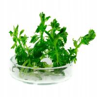 Limnophila sessiliflora Bezszypułkowa in vitro