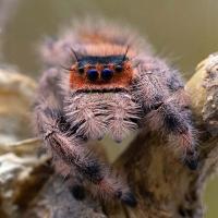 Phidippus regius Everglades L4