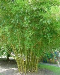 Бамбук гигантский - тростник для дома (бамбук Arundinacea) семена 5 штук