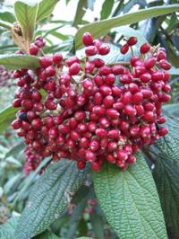 KALINA SZTYWNOLISTNA Viburnum rhytidophyllum NASIONA 300 sztuk - 10g.