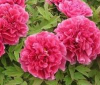 Пион древесных роз акция!!