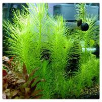 Pogostemon erectus XXL – Efektowna strukturalna zieleń z koszyczka premium