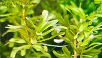 Rotala Mexicana Bangladesh 5 sadzonek od fibell