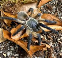 PAJĄK PTASZNIK MONOCENTROPUS BALFOURI L3/4 