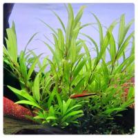 Hygrophila siamensis, koszyk XXL – higrofila syjamska, trzeci plan