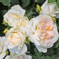 RÓŻA RABATOWA KOSMOS KREMOWOBIAŁA POWTARZAJĄCA KWITNIENIE PEŁNOKWIATOWA