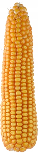 Кукуруза SM Jubilat C / 1 13,5 кг семя