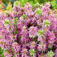 Monarda, Pysznogłówka cytrynowa - piękne główkowate kwiatostany - nasiona