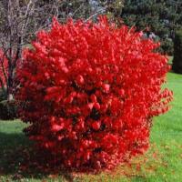 ГОРЯЩИЙ КУСТ ШМЕЛЯ ОКРЫЛЕННЫЙ ЧЕРЕНКАМИ