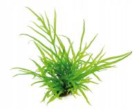 Microsorum pteropus Trident koszyk Dennerle