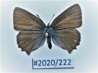 Motyl Callophrys rubi .