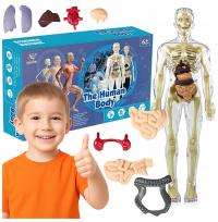Model Anatomiczny Ludzkiego Ciała 3D Szkielet Organy Wewnętrzne Edukacyjny