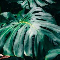 Наклейка на стол IKEA LACK Leaf monstera