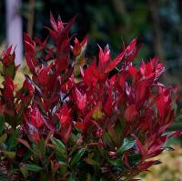 Гроздь миниатюрная Little Flames вечнозеленая - не сбрасывает листья на зиму