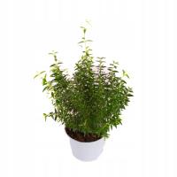 Мирт повезет хорошие большие саженцы в горшке P12