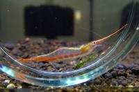 Креветка Пиноккио red nose