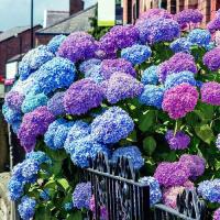 РАЗНОЦВЕТНАЯ САДОВАЯ ГОРТЕНЗИЯ-ОТ КРАСНОГО ДО СИНЕГО