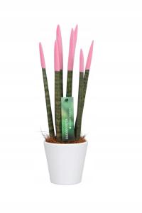 Sansevieria SANSEWIERIA VELVET TOUCHZ розовый цветочный горшок 33 см нагреватель