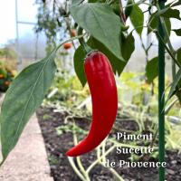 Papryka Piment Sucette de Provence