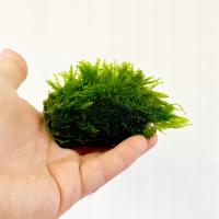 Mech Stringy moss (Leptodictyum riparium) na lawie