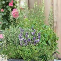 Mieszanka ziół- ZIOŁA WŁOSKIE- AROMATYCZNA KOMPOZYCJA, Nasiona PREMIUM