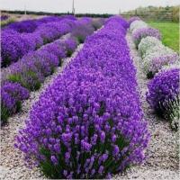 ЛАВАНДА ПОЛЬША МНОГОЛЕТНИЙ СОРТ САЖЕНЕЦ