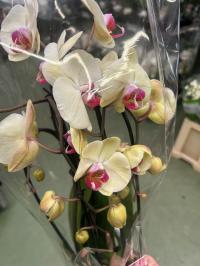 Орхидея живая формованная 2 побега black f