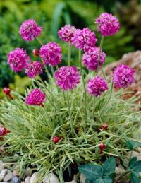 Zawciąg Nadmorski Nifty Thrifty unikat kolorowy liść 1litr