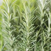 Rozmaryn Nasiona Ziół