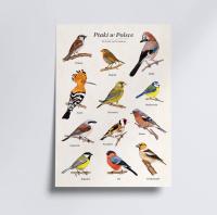 Ptaki w Polsce - autorski plakat edukacyjny 30x40