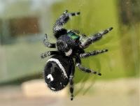 Phidippus audax bryantae Skakun L3-4
