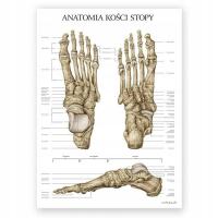 Доска анатомическая доска плакат кости стопы