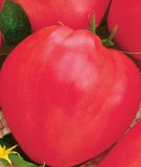 POMIDOR GRUNTOWY BAWOLE SERCE MIĘSISTY SŁODKI nasiona