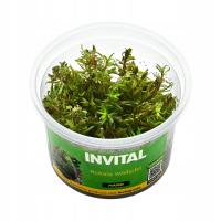 INVITAL Rotala wallichii in vitro Ø 7 cm