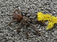 Паук тарантул AMAZONIUS BURGESSI L1 