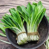 Чеснок медведи семена травы специи многолетнее растение веган