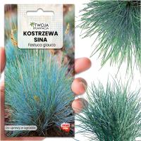 Овсяница Sina Festuca Glauca морозостойкая синяя трава семена 600 шт