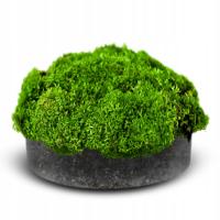 WĄTROBOWIEC DO AKWARIUM WGŁĘBKA JASNOZIELONA MECH TRAWNIK SADZONKA INVITRO