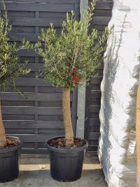 zgrabne drzewko OLIWNE 190 cm gruby pień efektowna oliwka na taras ogród