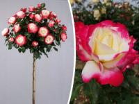 Róża pienna BORDOWO - ŻÓŁTA DWUKOLOROWA NR 1513