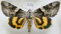Catocala fulminea (Scopoli, 1763) Wstęgówka śliwica Czechy12b