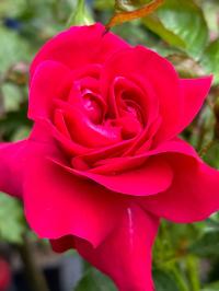 RÓŻA KRZACZASTA PARKOWA BORDOWA WIELKOKWIATOWA