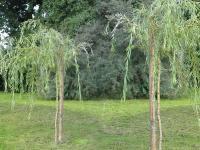 WIERZBA PŁACZĄCA NR 748