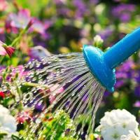 Aquagel - hydrożel zatrzymuje wodę w glebie do donic na balkon 10 gram