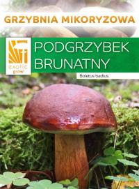 БУРЫЙ польский гриб лесные грибы МИЦЕЛИЙ микориза