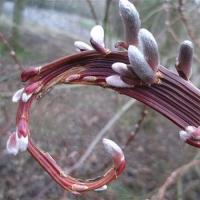 P9 Ива Сахалинская драконья СЕККА SALIX UDENSIS