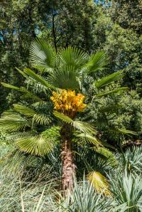 Пальма Trachycarpus wagnerianus морозостойкая