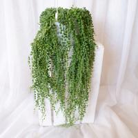 SENECIO ROWLEYANUS STARZEC ROWLEYA zielone korale XXL don.wisząca Ø15cm