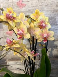 Орхидея живая JMP 4 побега Multiflora