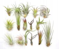 Tillandsia набор x 16 шт. airplants, оплетка экстра